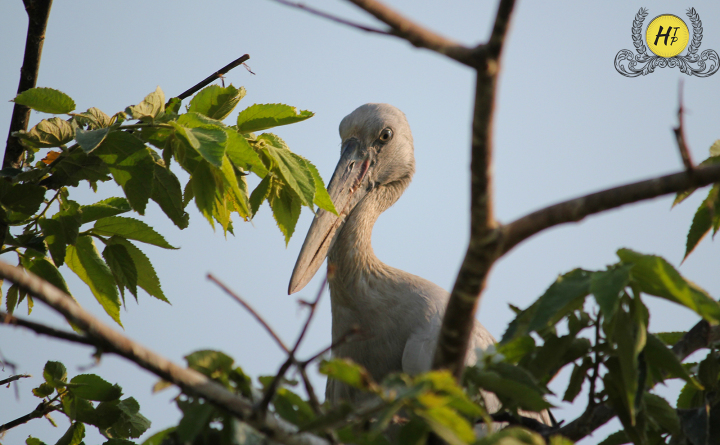 Billed Stork Ranganthittu Karnataka