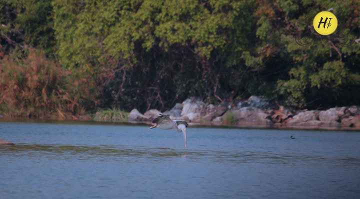 Grey Pelican